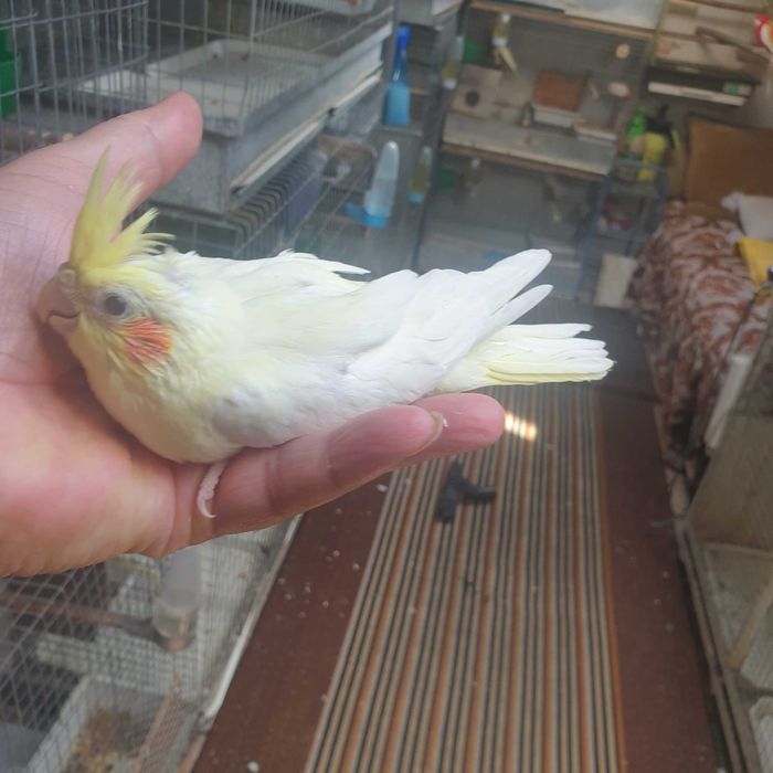 Papagali nimfa pui blămzi și maturi