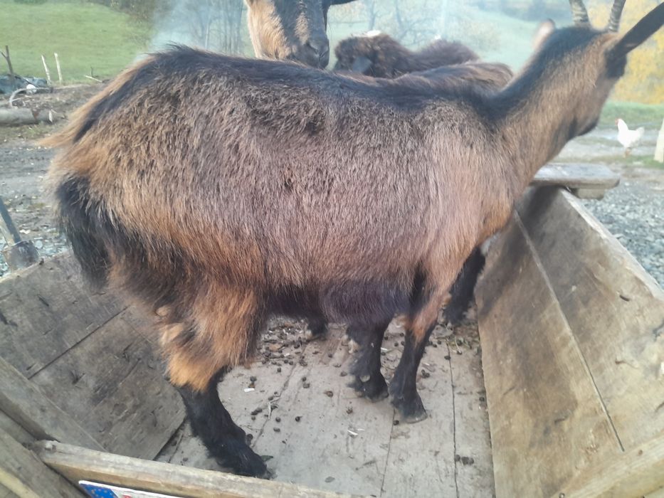 Vànd o csprà si o iadà