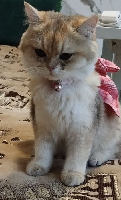 Золотая шиншилла чистая парода