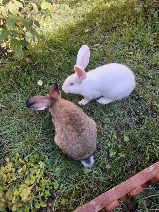 Vând iepuri de rasă