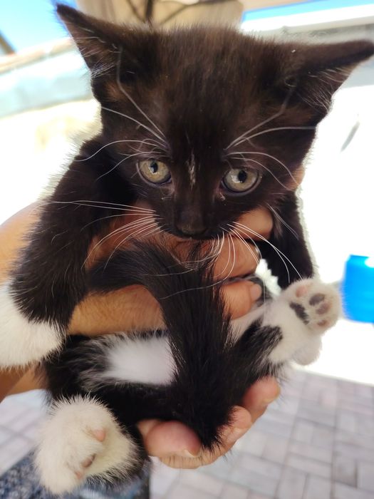 Котенок ищет дом