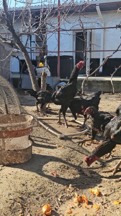 Дакан Жұмыртқа Яйцо