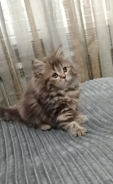 Шикарная Шотландская девочка..