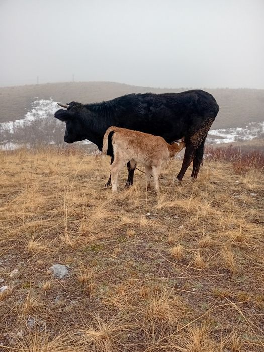 Сиыр бұзаулы құнажын