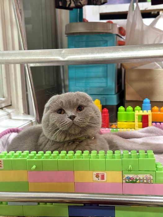 Шотландский скоттиш фолд на вязку!