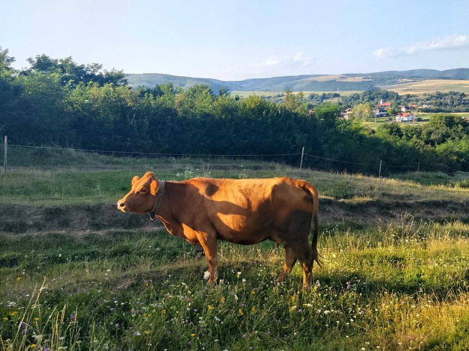 Vanzare un  animal