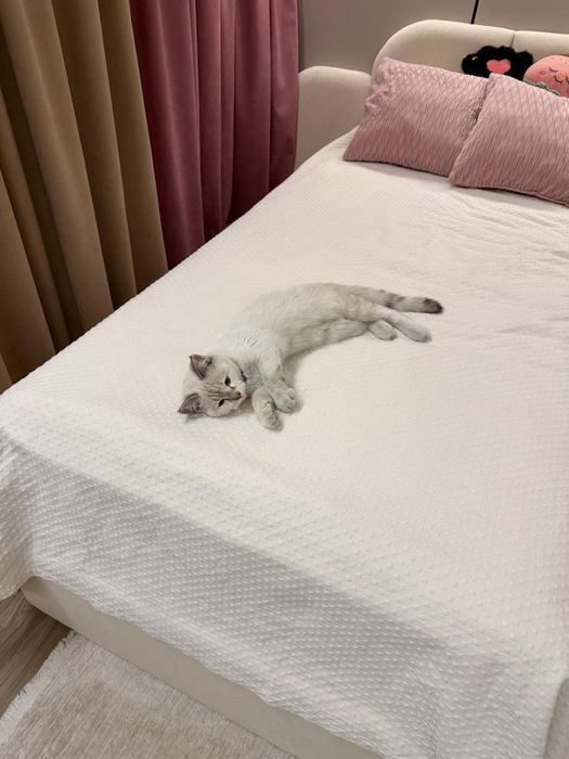 Отдам кошку шотланку 5месяцев