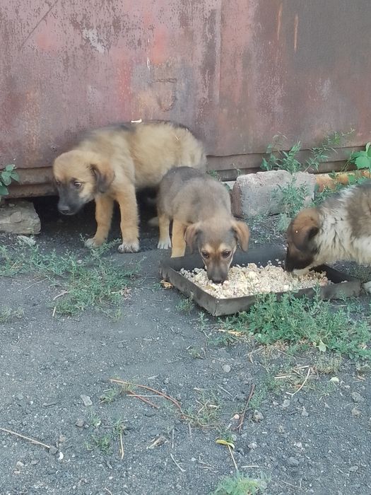 Отдам щенков в хорошие руки