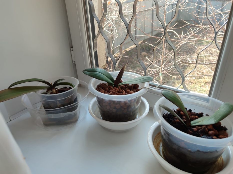 Цветы комнатные