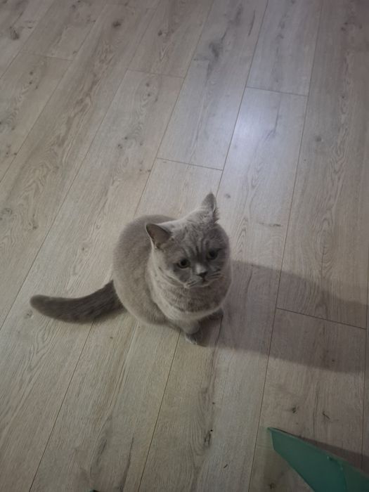 Кошка британка  короткошерстная