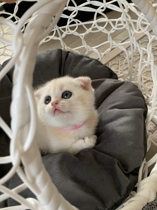 Продам шиншиллок шоу класса