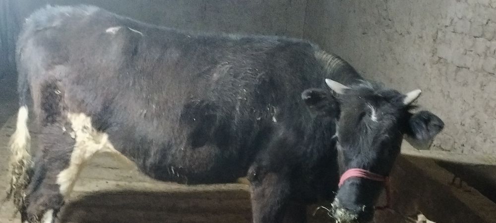 Семіз кашар сатылады