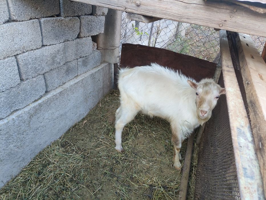 Продаются дойные козы