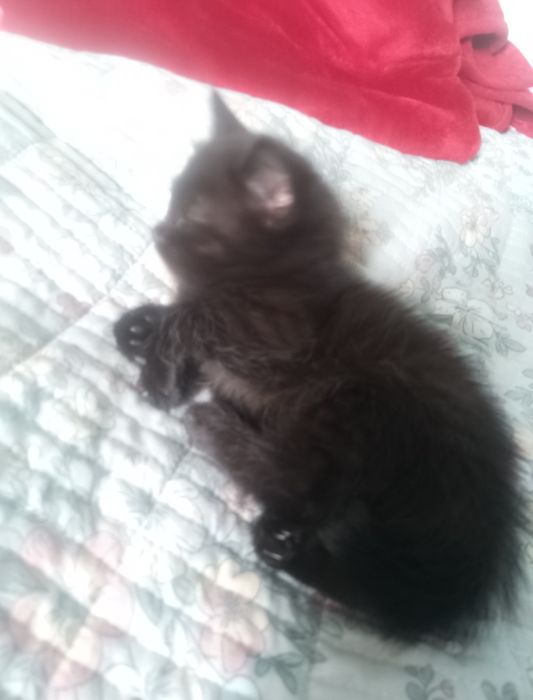 Отдам котят в хорошие руки