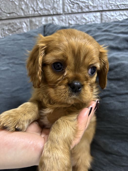 Продаються щенки Кавалер кинг чарльз спаниель