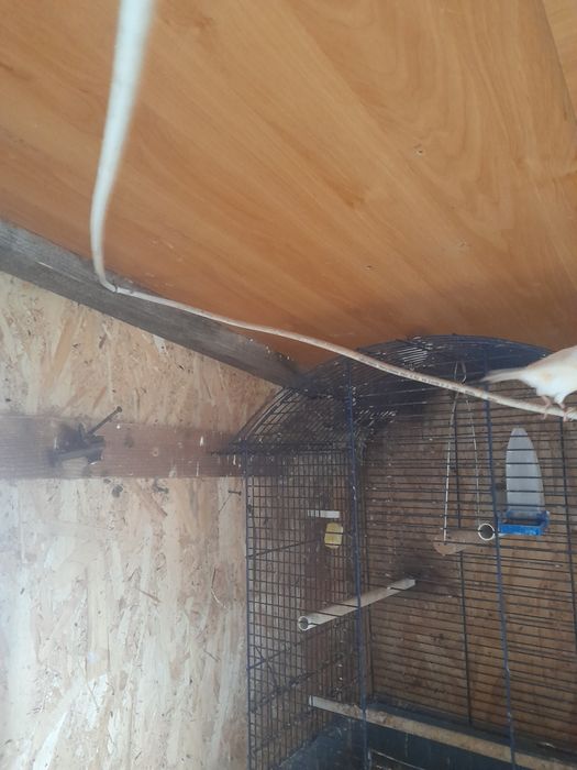 Canari timbrado foarte frumoși