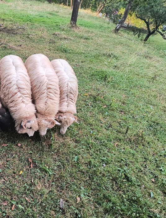 3 Miele țurcane cu acte
