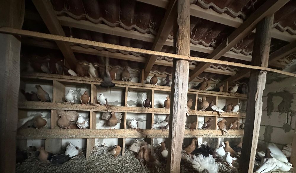 Vand porumbei de ornament