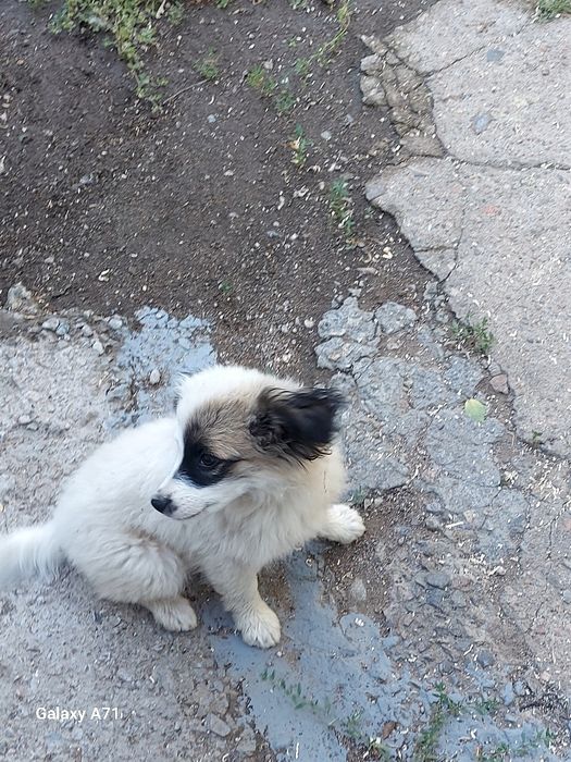 Отдам щенков девочек