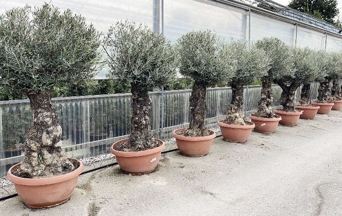 Maslini seculatri si bonsai de vanzare