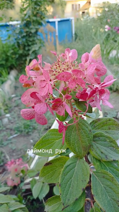 Гортензии  метельчатые  Вейгела