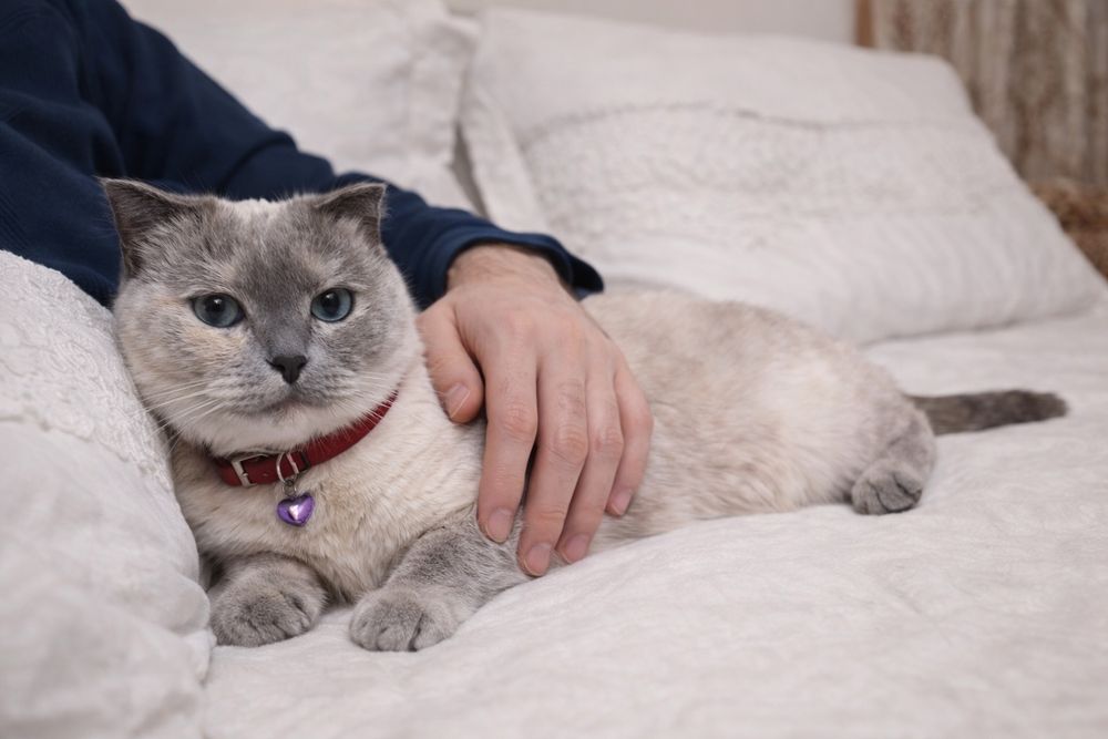 British Shorthair colourpoint