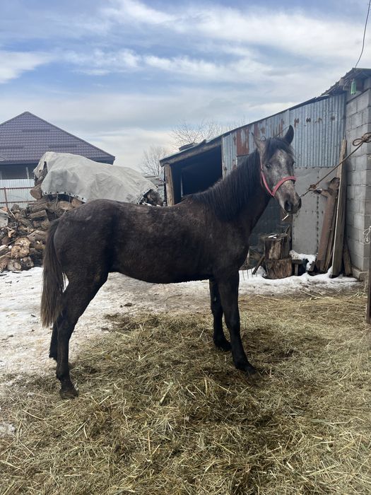 Продам жеребцов 2.5 года