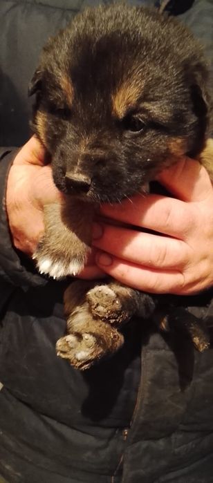 Отдам 3-х щенков девочек.