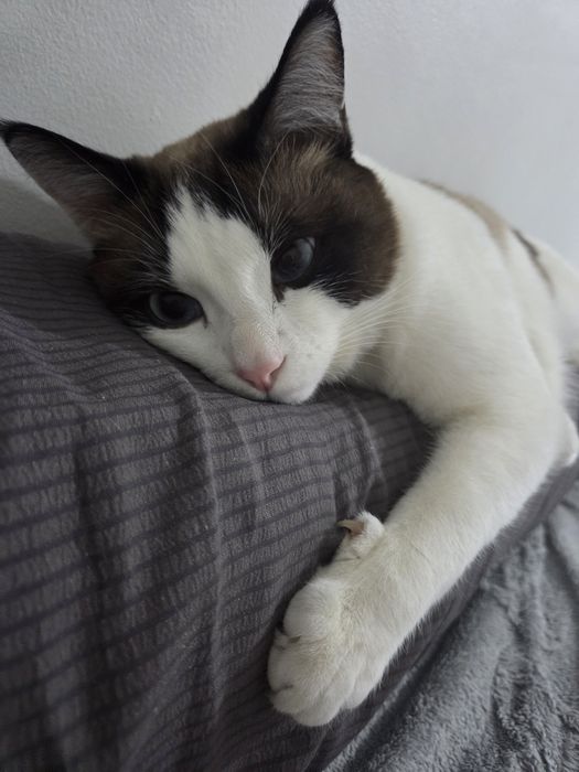 Котик Лаки ищет дом