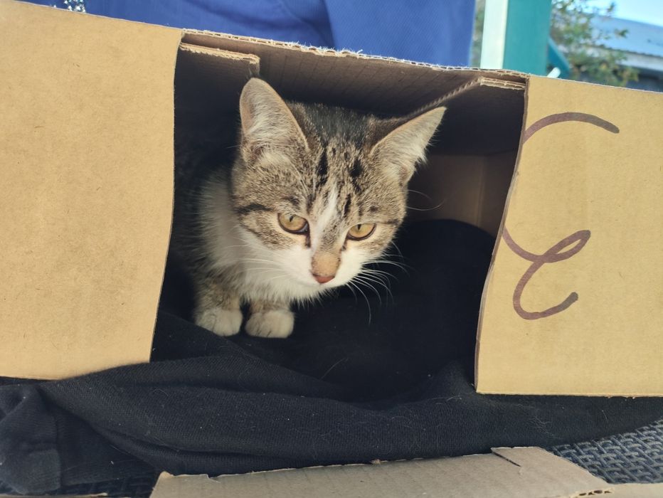 Котёнок в добрые руки