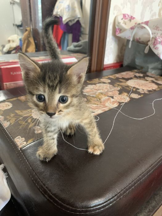 Котята симпатичные