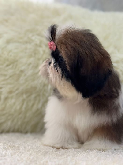 Шикарные щеночки ши-тцу