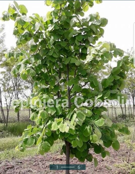 Pomi tei de floare si parfum ( Altoit )