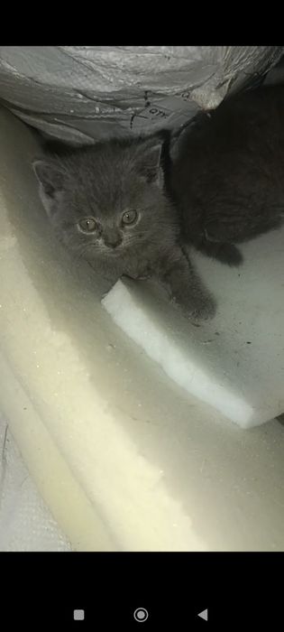 Котята скотиш фолд от правильной вязки