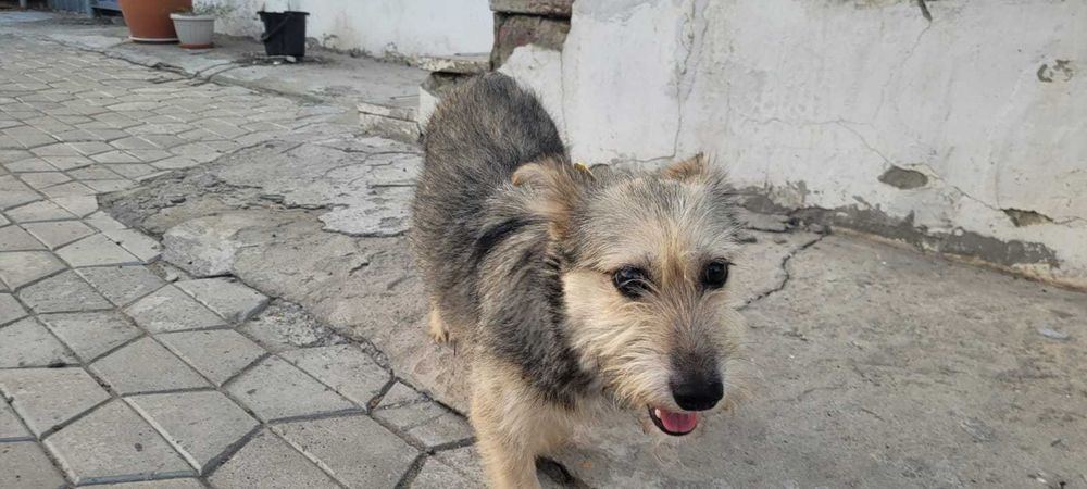 Отдам в добрые руки, щенок подросток