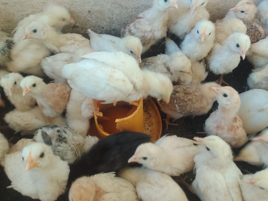 Цыплята три неделя