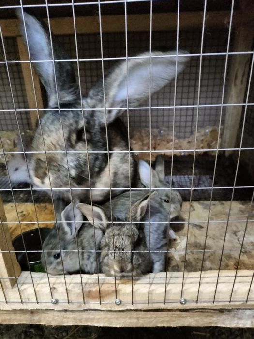 Продам кроликов .