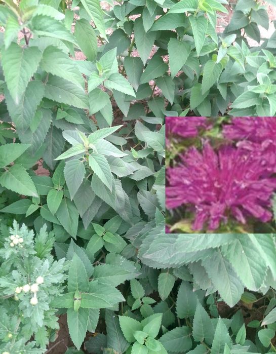 Продам многолетние цветы