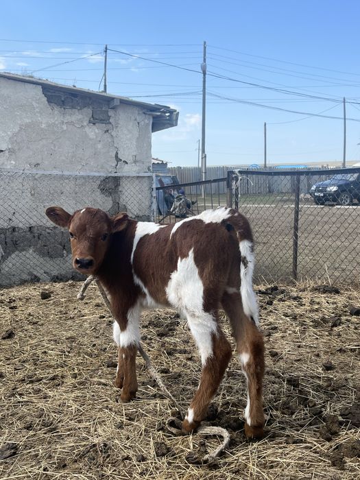 Бузау сатылады еркек