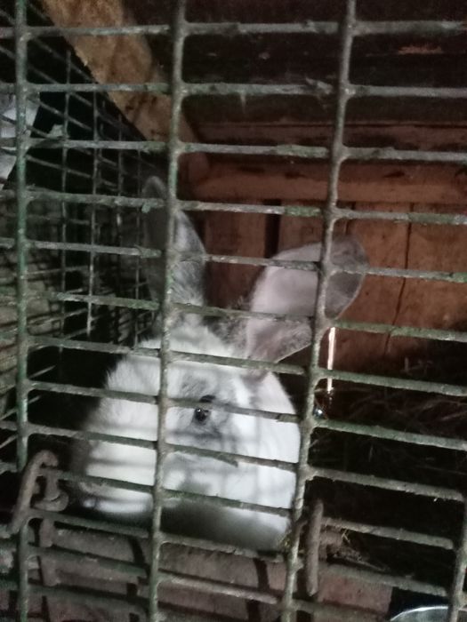 Молодой крол 9 мес