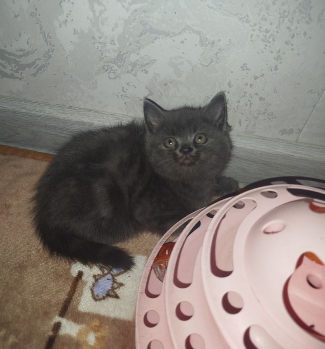 Скотиш фолд ва скоттиш страйт мушукчала