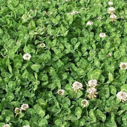 Chim gazon ekish. Oq beda dekorativ klever urug'lari. Urug' ekish chim