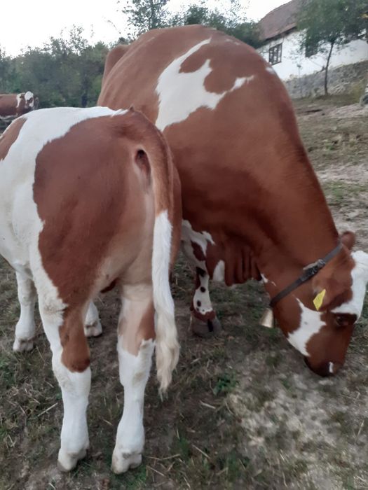 Vând viței și vacă