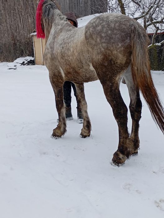 Manz de vanzare 2 ani jumatate