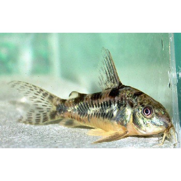 Коридорос крапчетые и альбинос