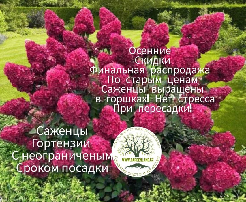 Саженцы - гортензия метельчатая.