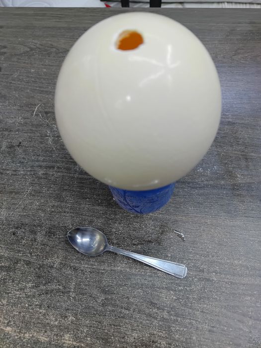 Vând ouă de struț golite