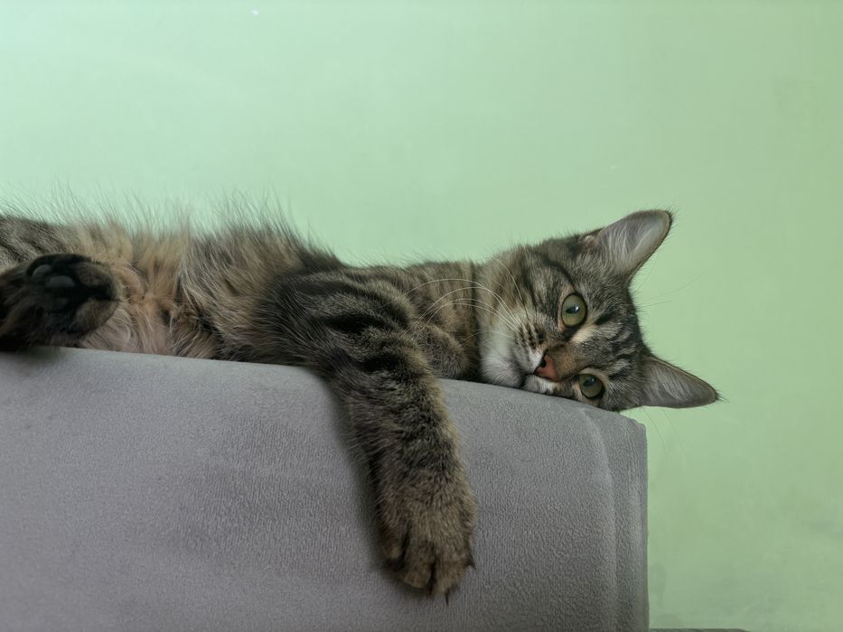 Отдам котенка в хорошие руки
