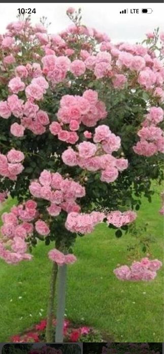 Vand trandafiri pomisor