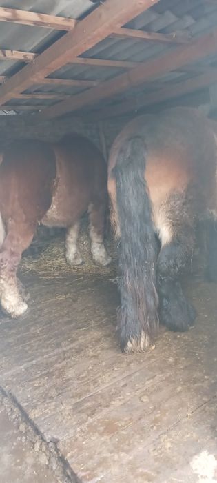 Vând iapa  murga  ardeneza